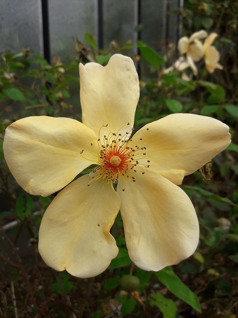Mrs. Oakley Fisher | Lens Roses