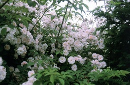 Paul's Himalayan Musk