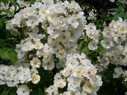 Rambling Rector