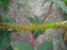 R. centifolia muscosa japonica
