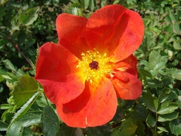 R. foetida bicolor