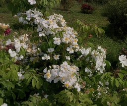 R. moschata