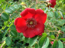 R. moyesii 'Geranium'