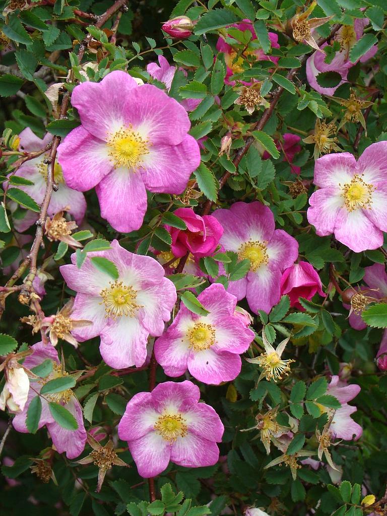 R. pimpinellifolia 'Glory of Edzell' | Lens Roses
