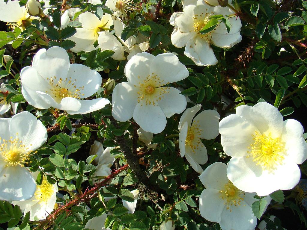 R. pimpinellifolia 'Dunwich Rose' Lens Roses
