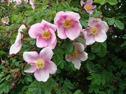 R. pimpinellifolia 'Mary Queen of Scots'