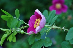 R. pimpinellifolia 'Single Cherry'