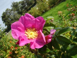 R. pisocarpa (x) Lens