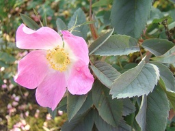 R. glauca 'Carmenetta'