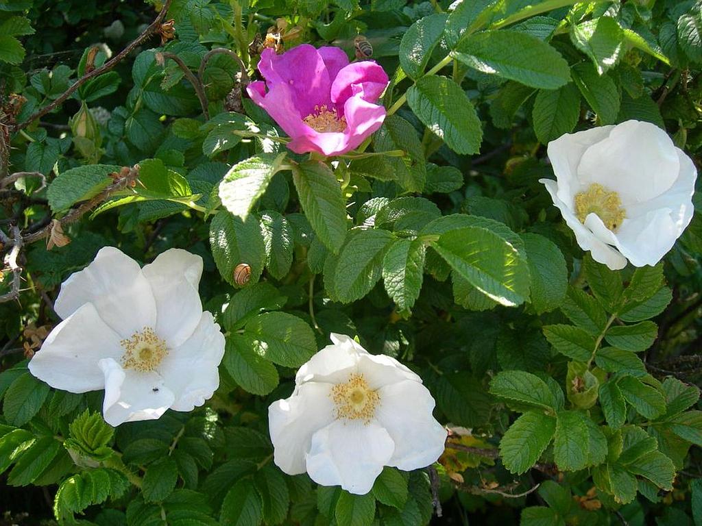 R. rugosa | Lens Roses