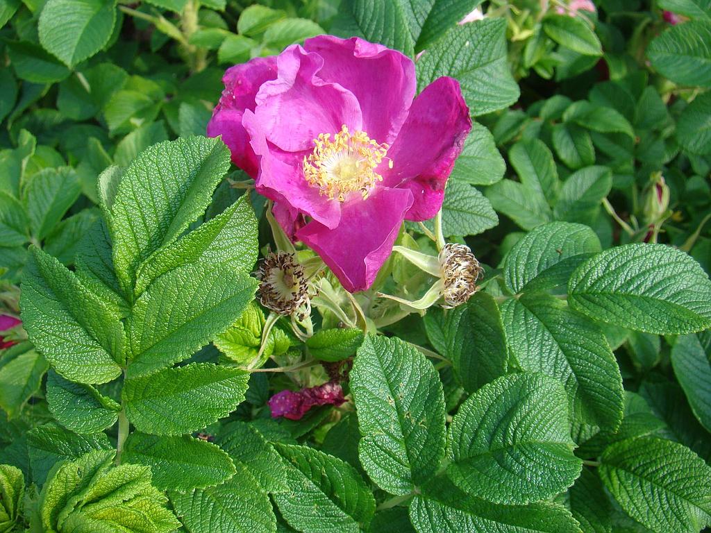 a dog rose meaning