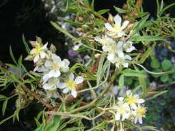 R. watsoniana