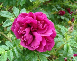 Henri Martin  Trevor White Roses - Specialist Grower of Old Roses