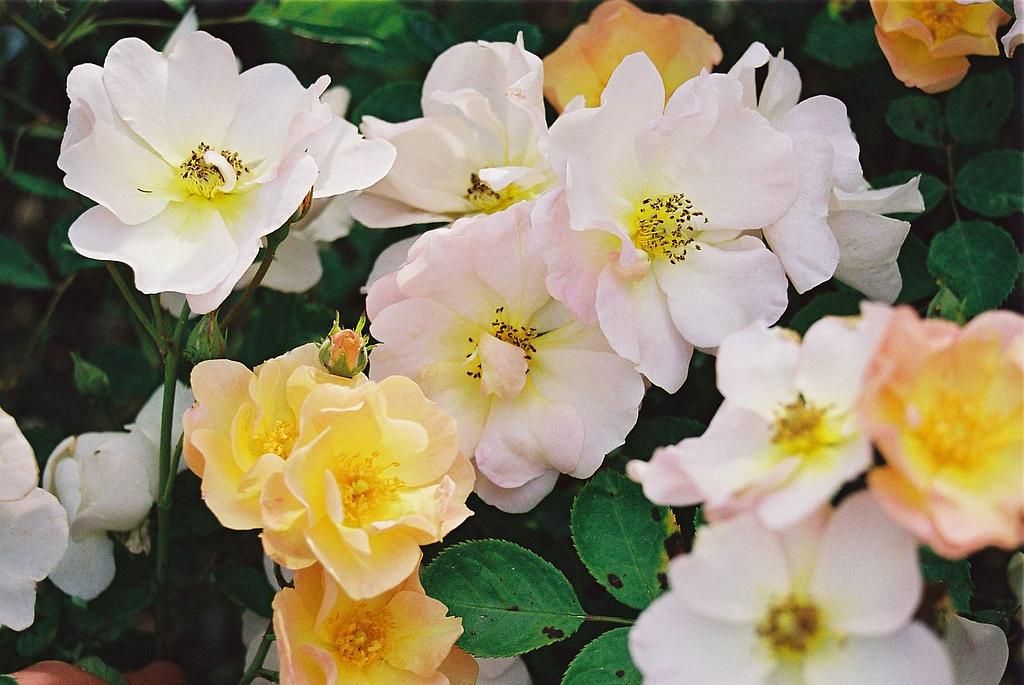 Réussir l'hivernage de la rose du désert