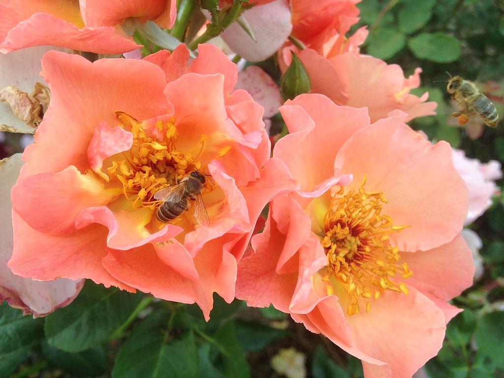 Summer Wine | Lens Roses