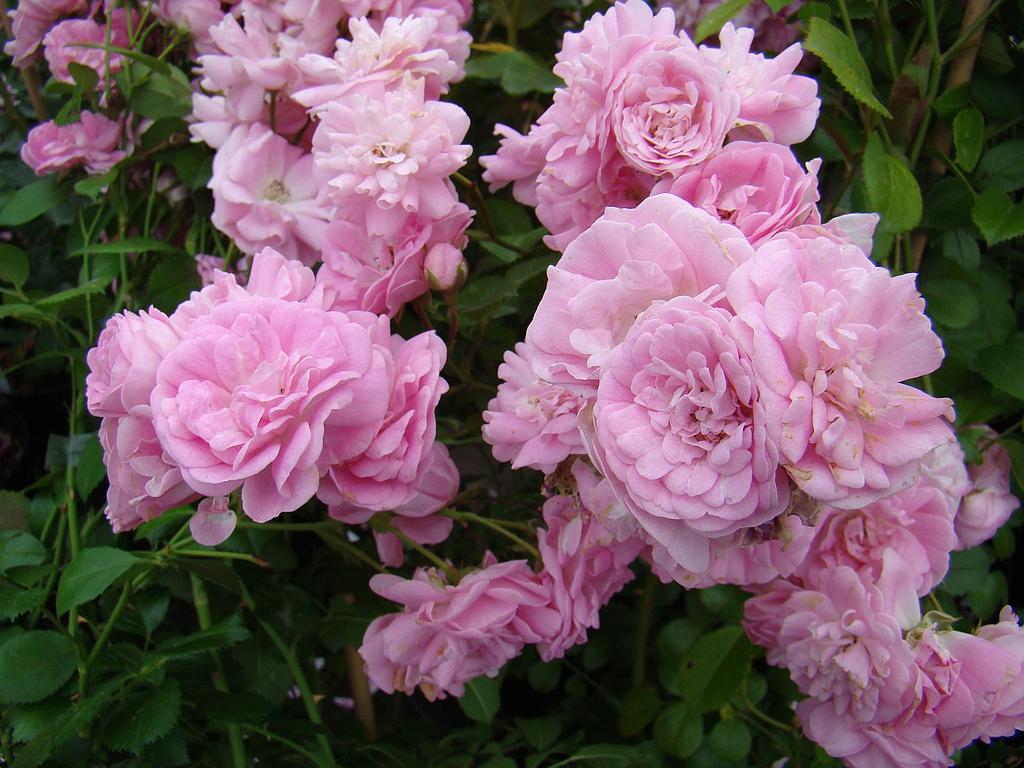 Super Fairy | Lens Roses
