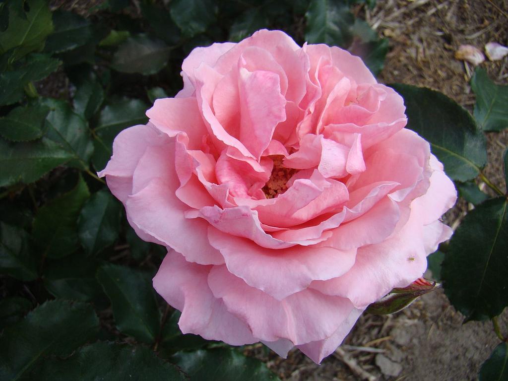 Super Pink | Lens Roses