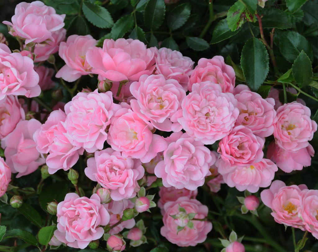 The Fairy | Lens Roses