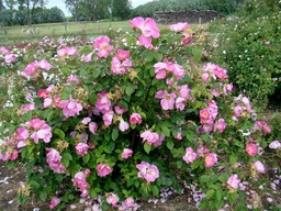 R. gallica velutinaeflora