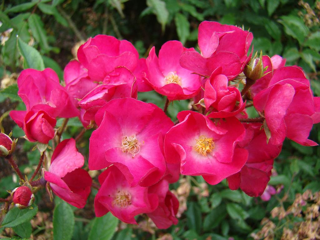 Vif Eclat | Lens Roses
