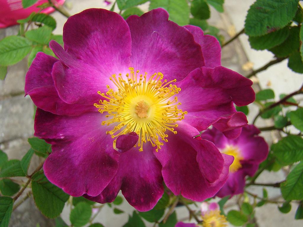 Violacea | Lens Roses