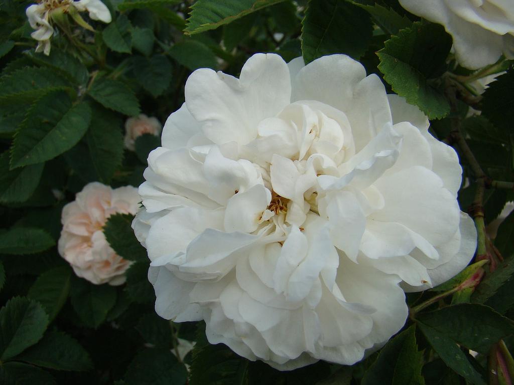 White Jacques Cartier Lens Roses