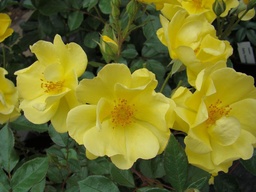 Yellow Fleurette