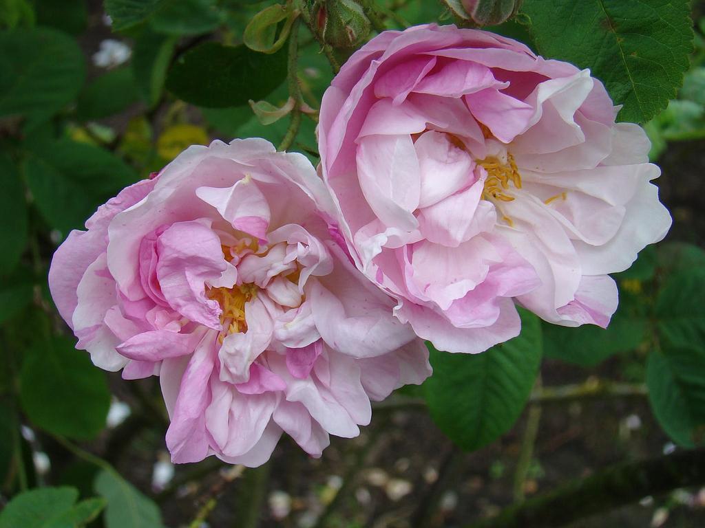 York and Lancaster | Lens Roses