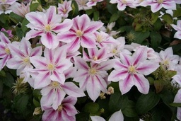 Clematis 'Andromeda'