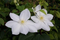 Clematis 'Mme Le Coultre'