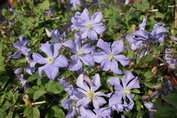 Clematis 'Prince Charles'