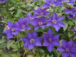 Clematis 'The President'