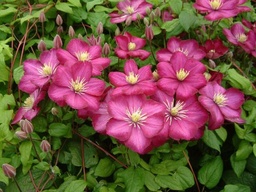 Clematis 'Ville de Lyon'