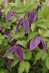 Clematis alpina 'Brunette'