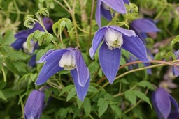 Clematis alpina ‘Frances Rivis’