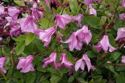 Clematis diversifolia 'Aljonushka'