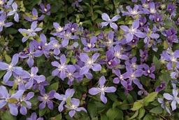 Clematis diversifolia 'Arabella'