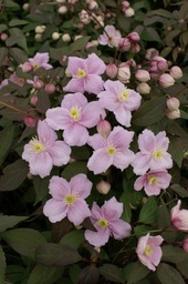 Clematis montana 'Mayleen'