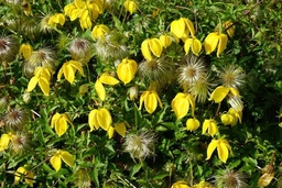 Clematis tangutica 'Bill MacKenzie'