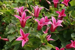 Clematis texensis 'Princess Diana'