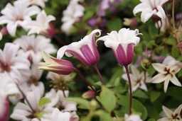 Clematis texensis 'Princess Kate'