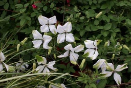 Clematis viticella 'Alba Luxurians'