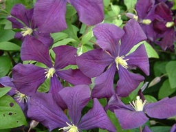 Clematis viticella 'Etoile Violette'