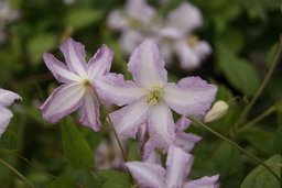 Clematis viticella 'Little Nell'