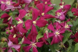 Clematis viticella 'Mme Julia Correvon'