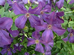 Clematis viticella 'Polish Spirit'