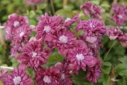 Clematis viticella 'Purpurea Plena Elegans'