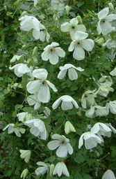 Clematis viticella 'Maria Cornelia'