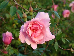 Lijang Rose