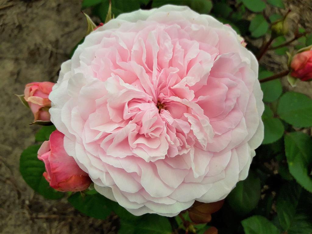 Olivia Rose Austin | Lens Roses